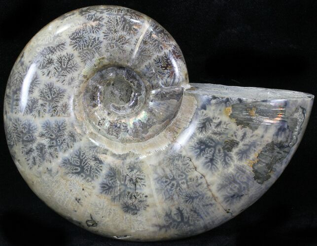 Polished Phylloceras Ammonite Fossils #29852